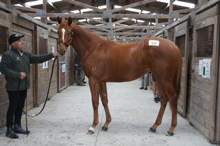 2019 South Island Sale topper - Lot 57, a filly by Per Incanto.